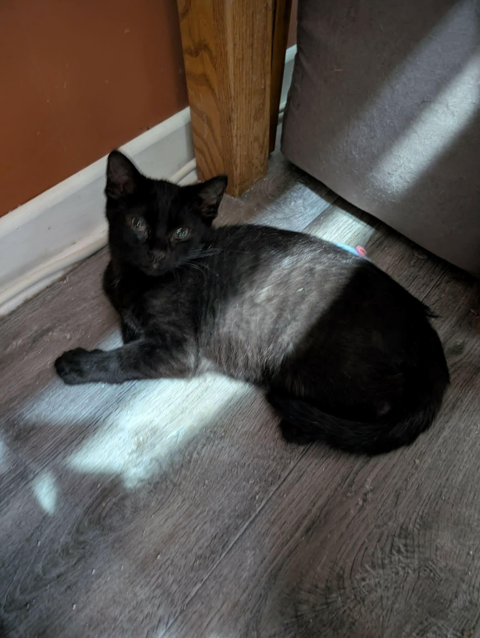 Enlarge STAPLES, a Adoptable Domestic Short Hair in Tillsonburg, ON image 1/1