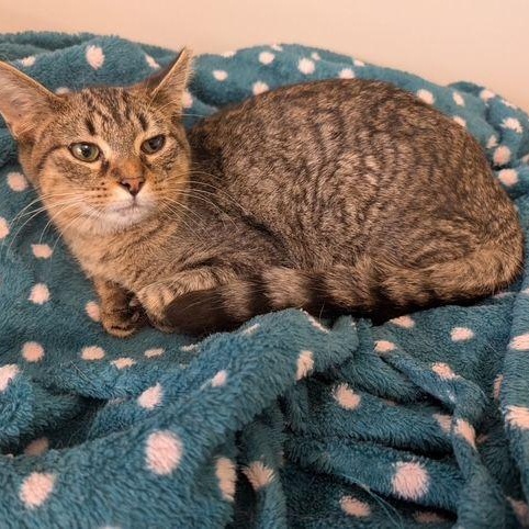 Fernando, Adoptable, Young Male Domestic Short Hair.