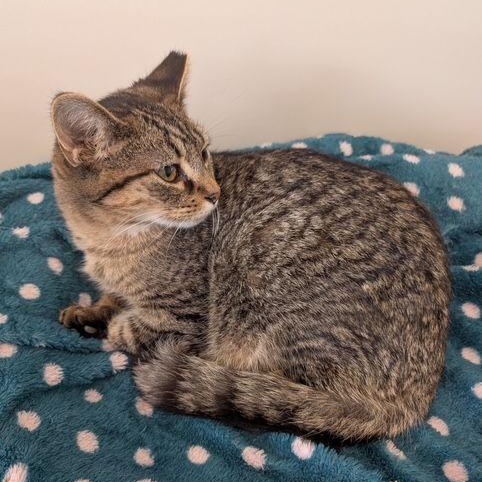 Fernando, a Adoptable Domestic Short Hair in Lake Orion, MI image 2/4