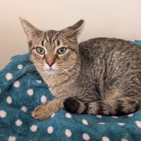 Fernando, a Adoptable Domestic Short Hair in Lake Orion, MI image 3/4