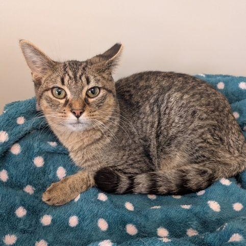 Fernando, a Adoptable Domestic Short Hair in Lake Orion, MI image 4/4