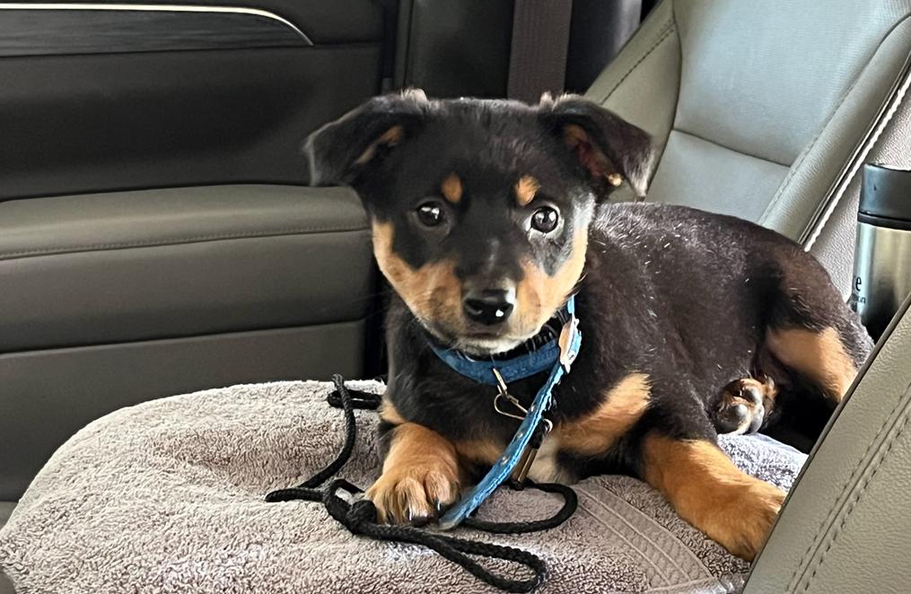 Kinzi, a Adopted mixed breed in Fairview Park, OH image 1/2