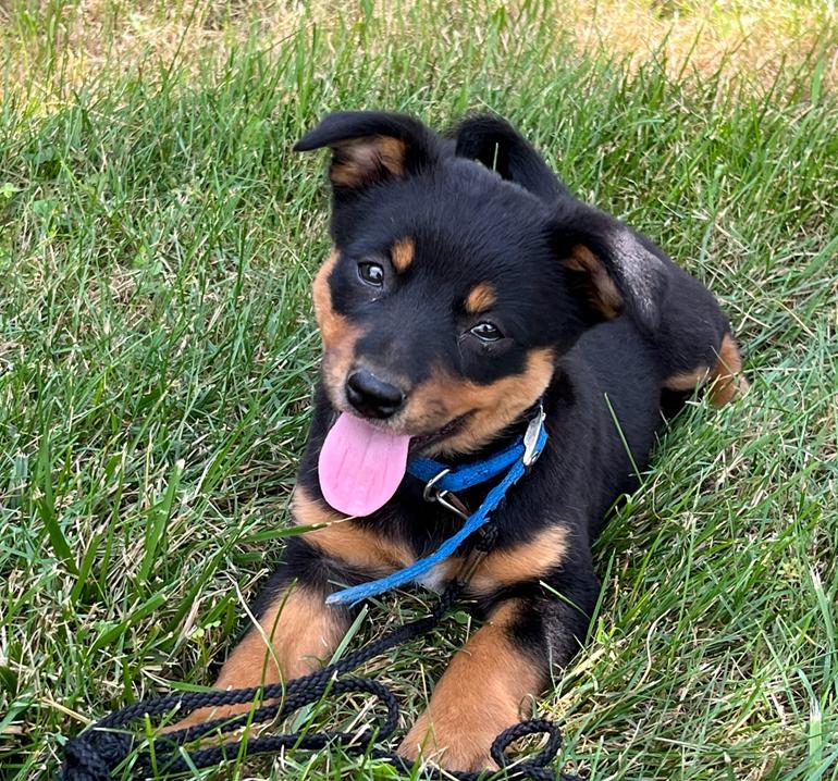 Kinzi, a Adopted mixed breed in Fairview Park, OH image 2/2