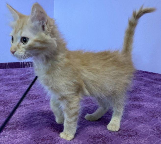 Enlarge *FRITO, a Adoptable Domestic Short Hair in Woodland, CA image 1/1