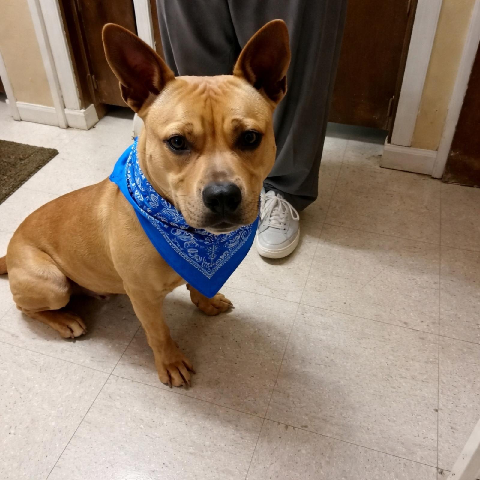 Enlarge HAWKIE, a Adoptable mixed breed in Mount Laurel, NJ image 1/3