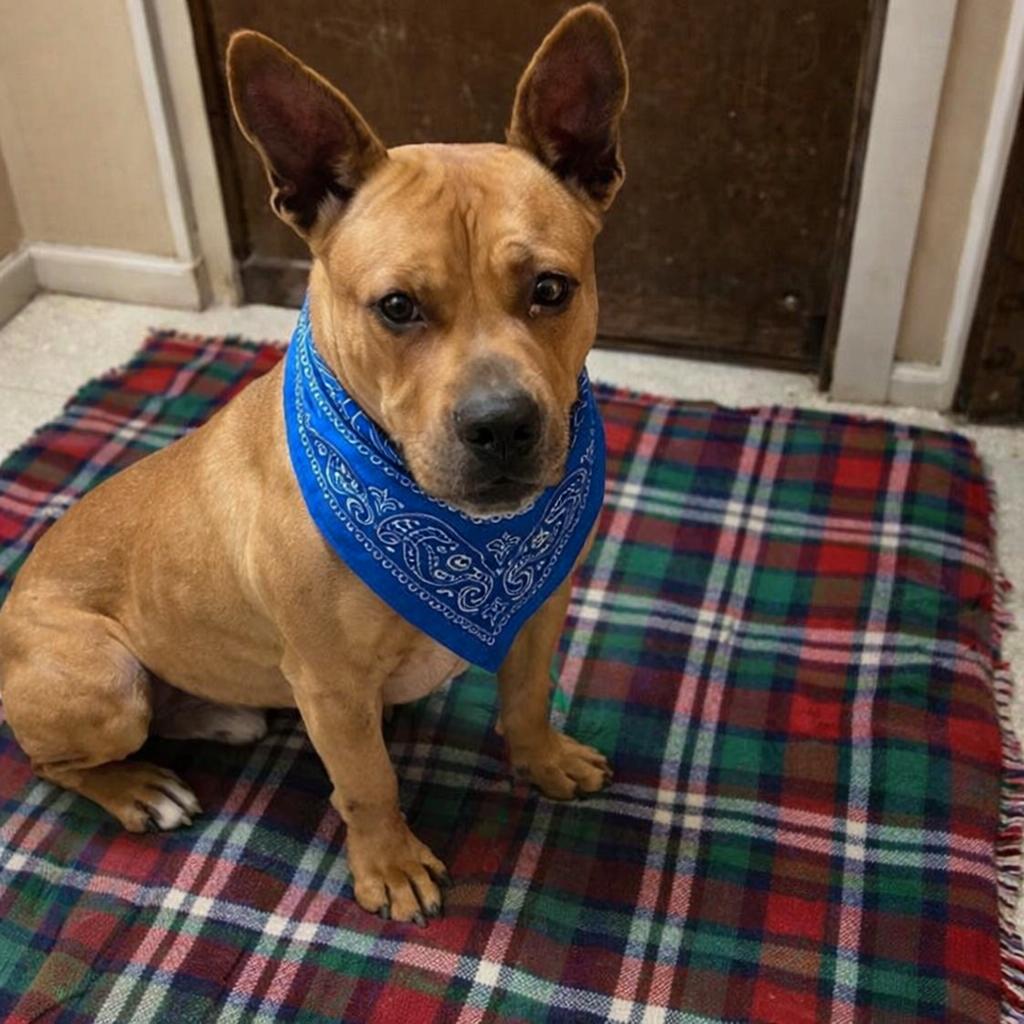 Enlarge ENGLISH BULL DOG MIX, a Adoptable mixed breed in Mount Laurel, NJ image 1/2