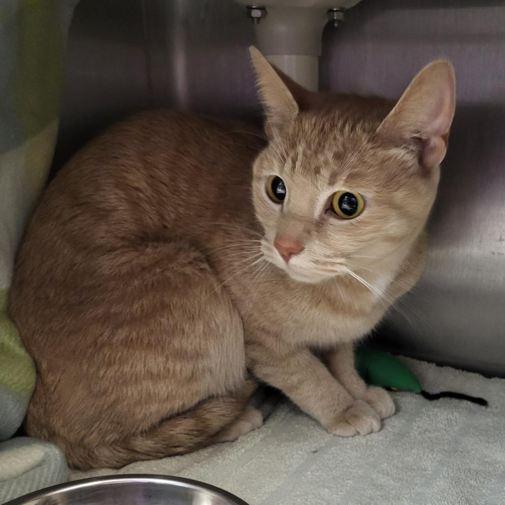 Freya, Adoptable, Senior Female American Shorthair.