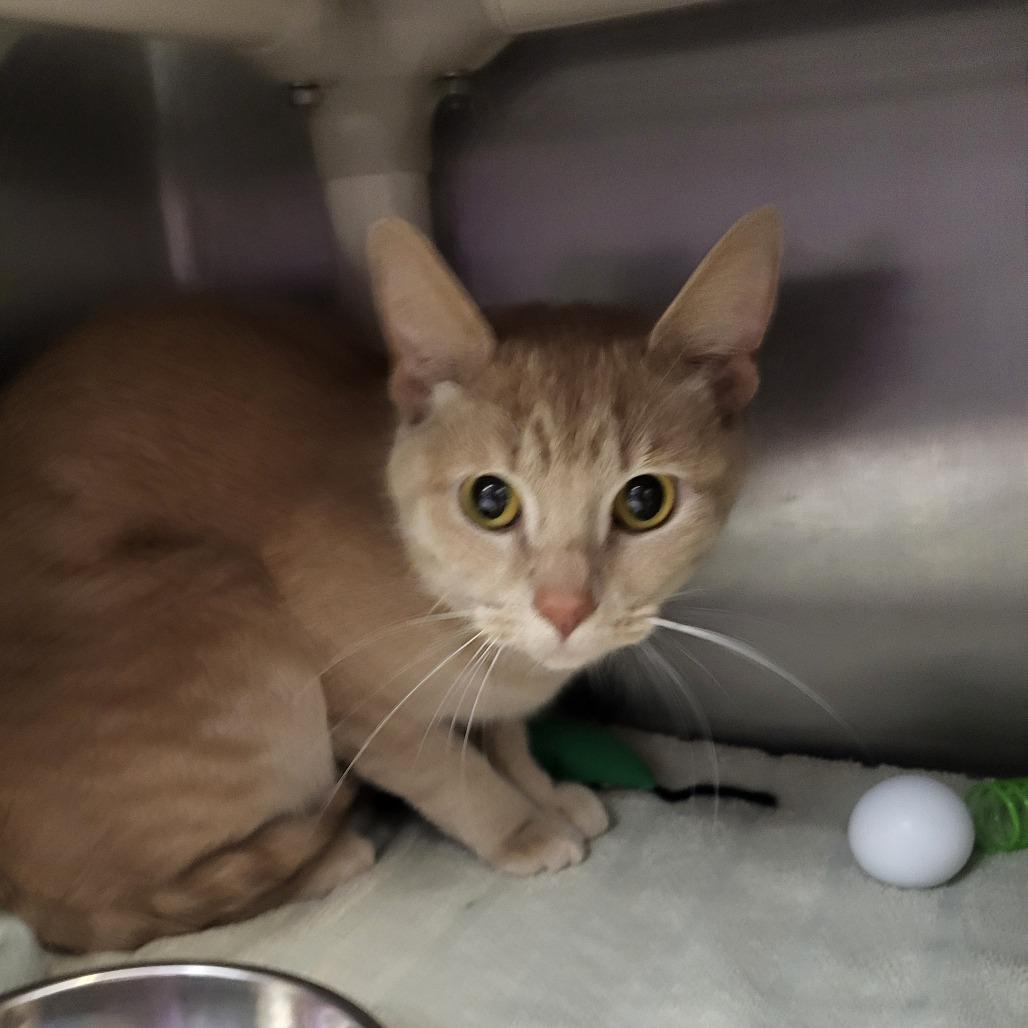 Freya, a Adoptable American Shorthair in Fort Wayne, IN image 2/3