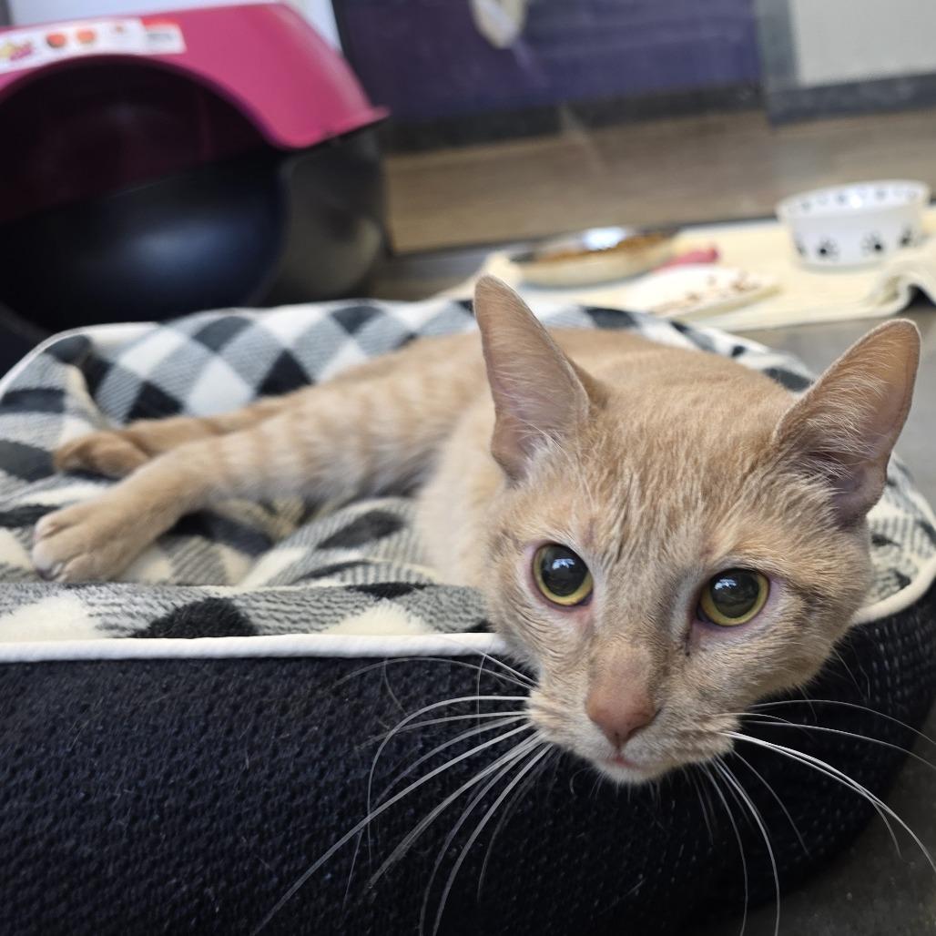 Freya, a Adoptable American Shorthair in Fort Wayne, IN image 3/3