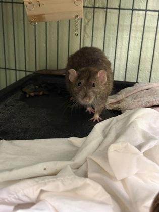 Koshi, Adoptable, Adult Male Rat & Rat.