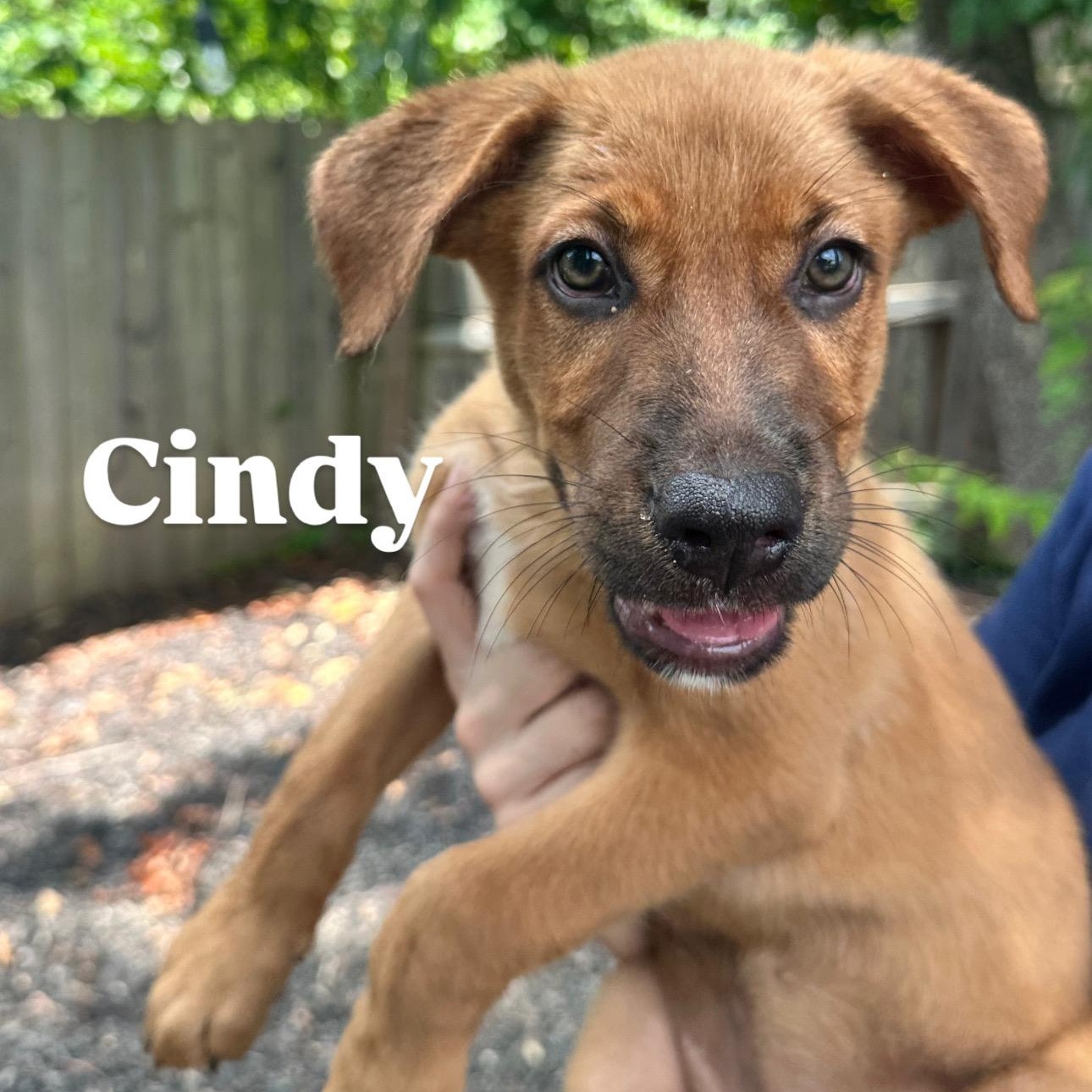 Cindy, Baby Female unknown
