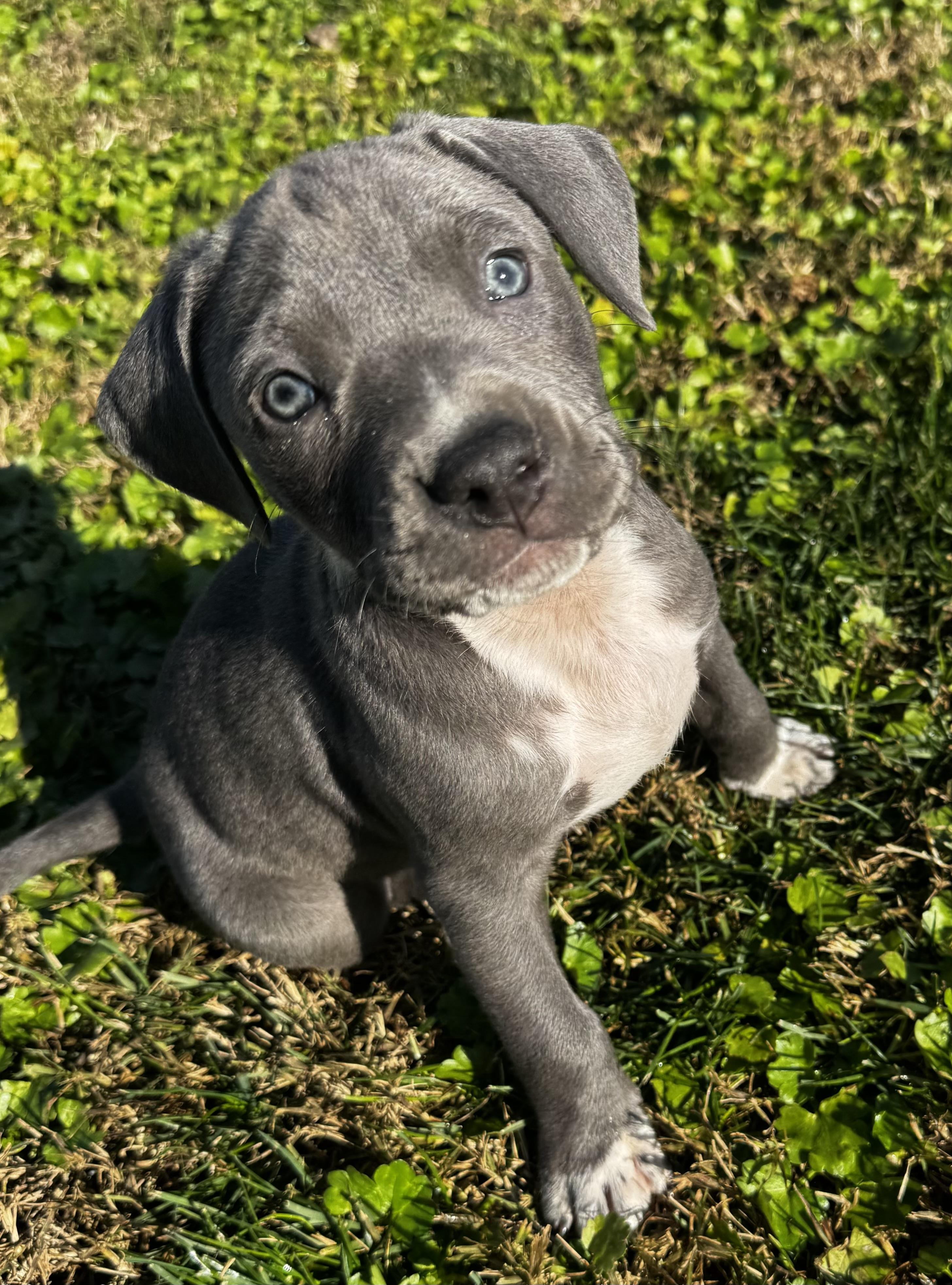 Enlarge Aurora, a ADOPTABLE mixed breed in Lincoln, CA image 1/1