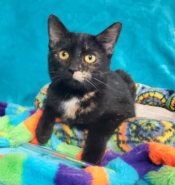 Enlarge Ember, a Adoptable Domestic Short Hair in Greenville, IL image 1/1