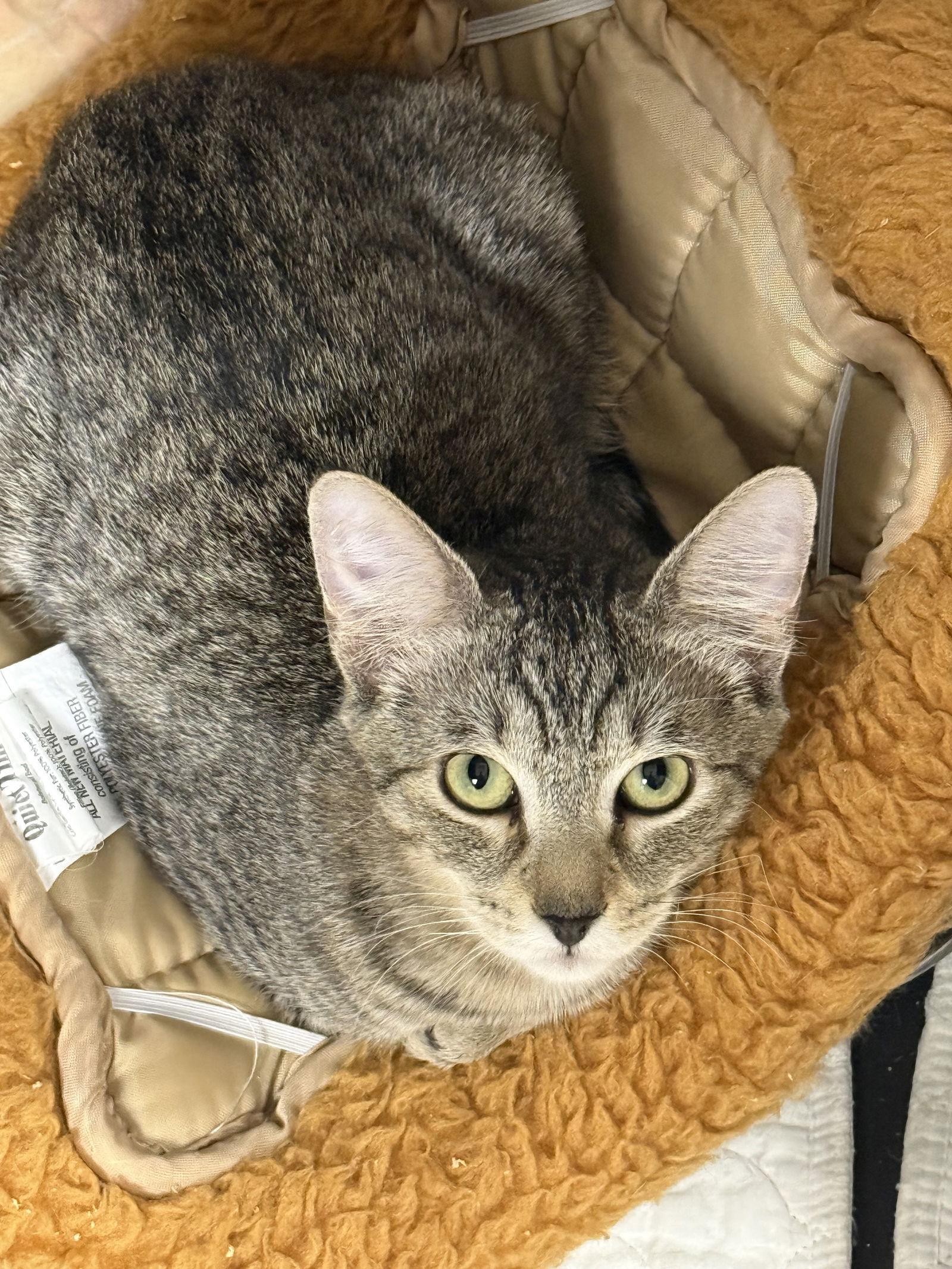 Enlarge Jerry CC, a Adoptable Domestic Short Hair in Satellite Beach, FL image 1/2