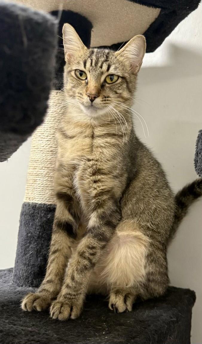 Enlarge Jerry CC, a Adoptable Domestic Short Hair in Satellite Beach, FL image 2/2