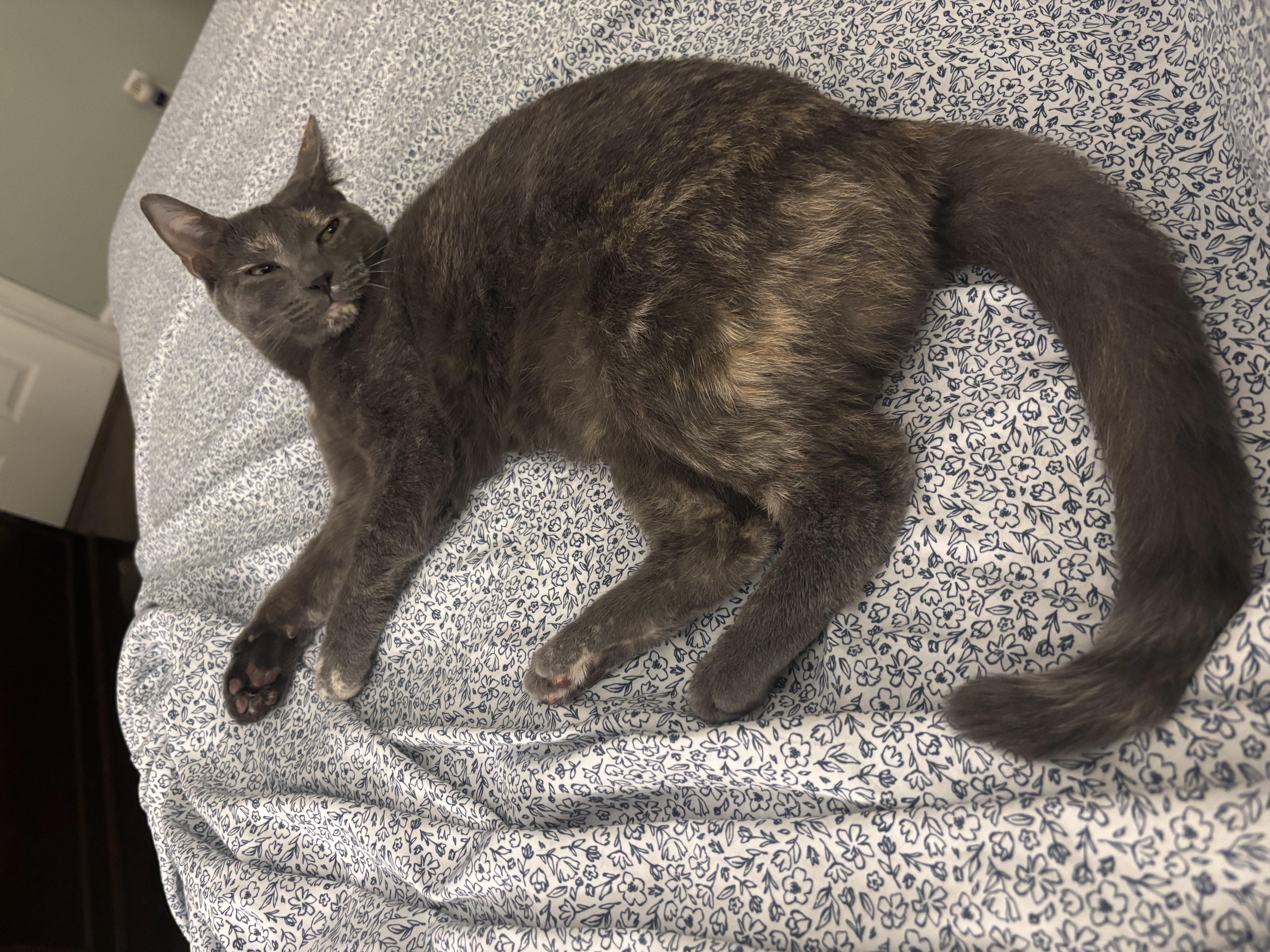 Skipper - Athens, Ga, Adoptable, Young Female Domestic Short Hair & Dilute Tortoiseshell.