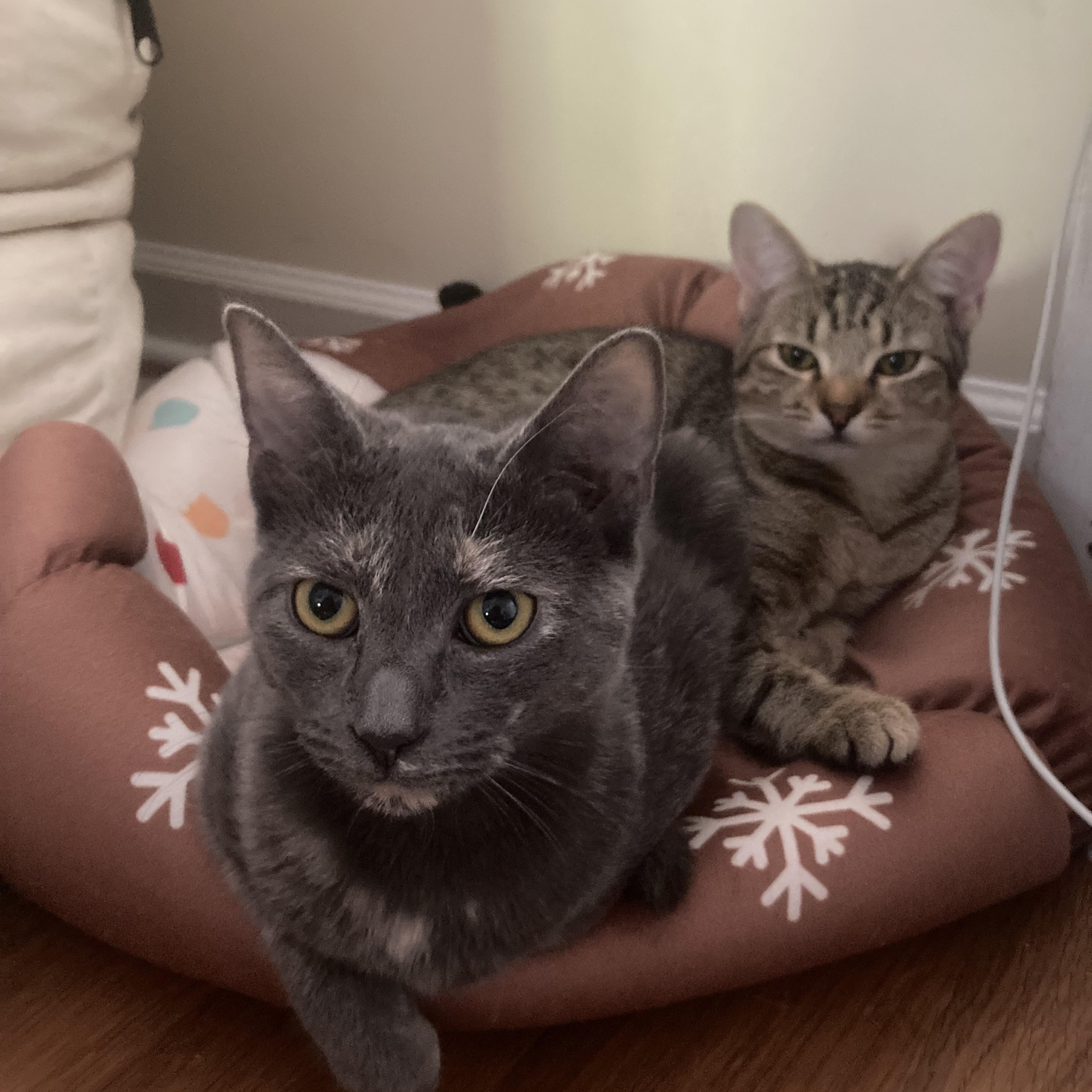 Skipper  Athens  thumbnail 2