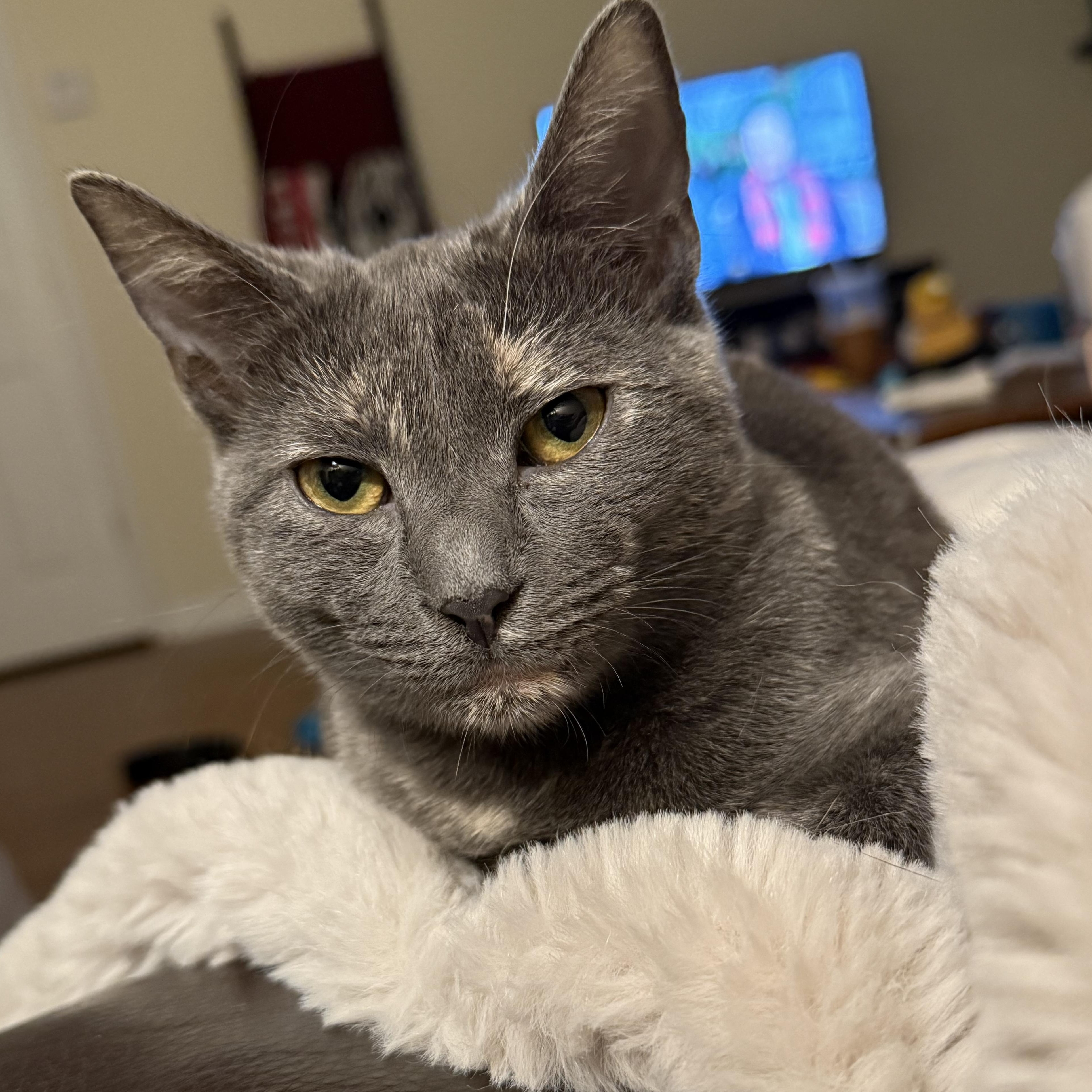 Skipper - Athens, Ga, a Adoptable mixed breed in Athens, GA image 5/6