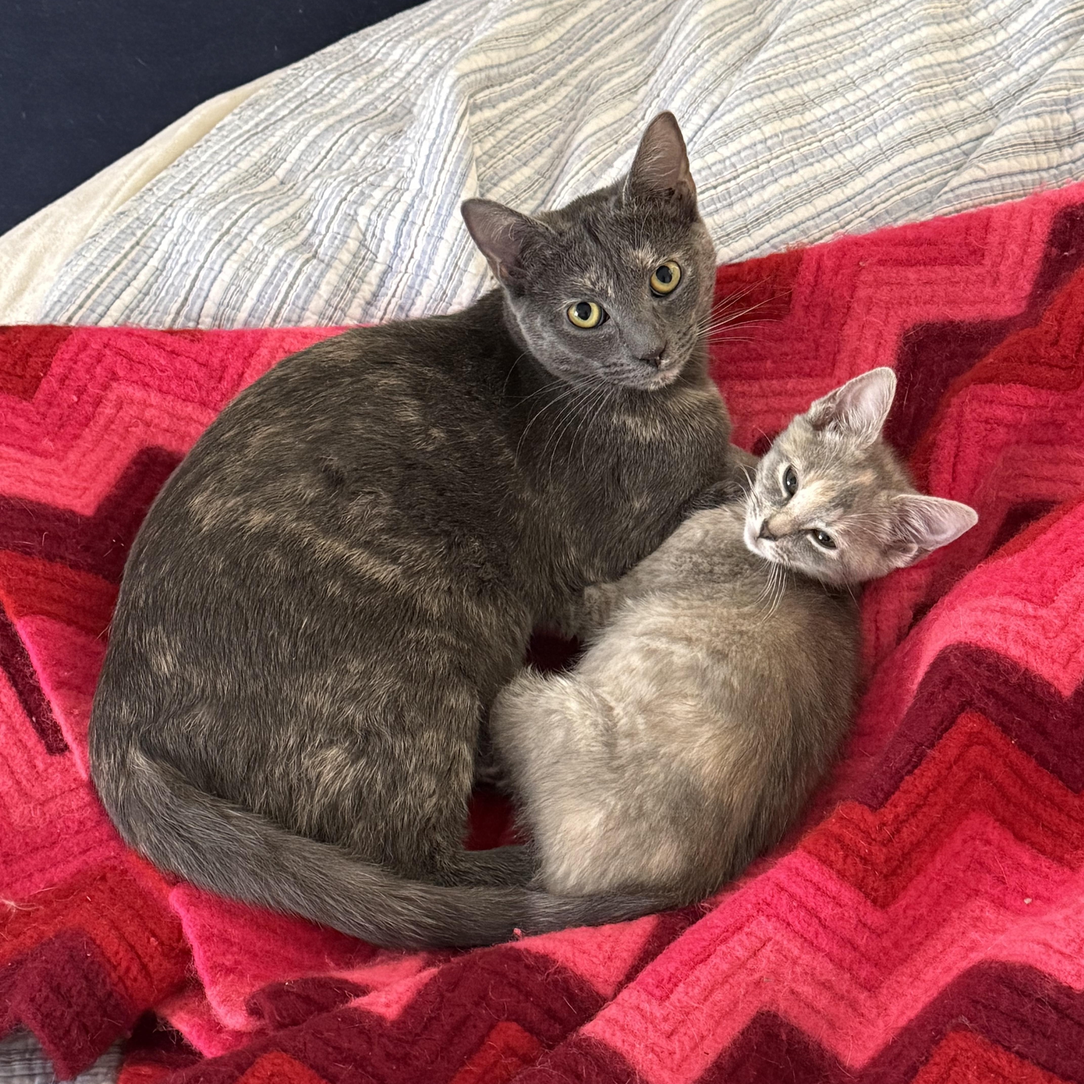 Skipper - Athens, Ga, a Adoptable mixed breed in Athens, GA image 2/6