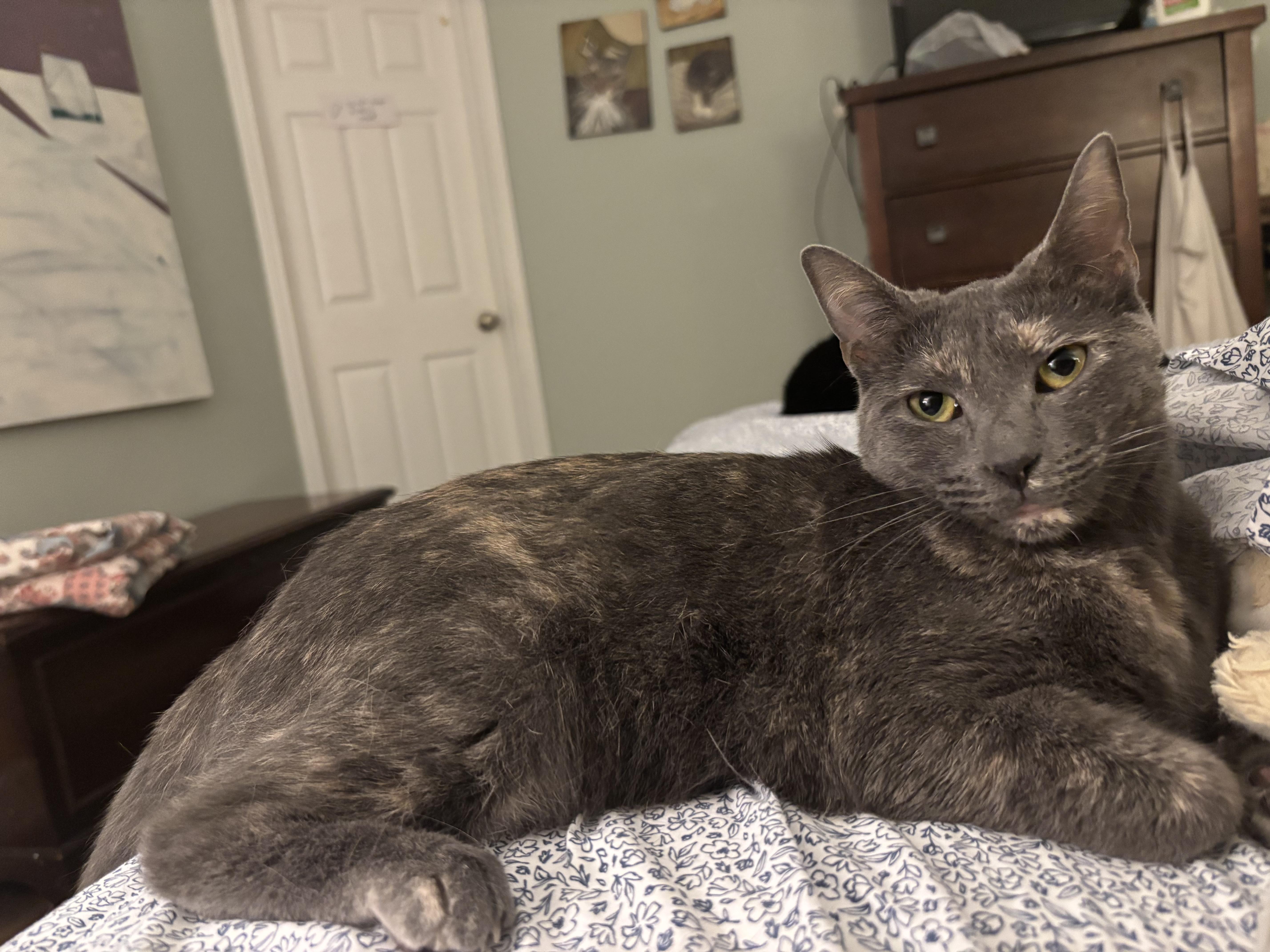 Skipper - Athens, Ga, a Adoptable mixed breed in Athens, GA image 3/6