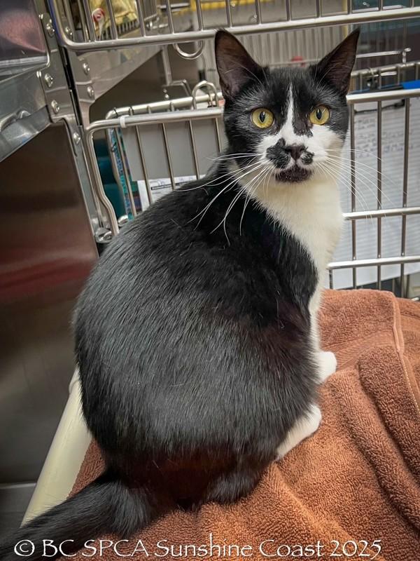 Glacier, Adoptable, Young Male Domestic Short Hair.