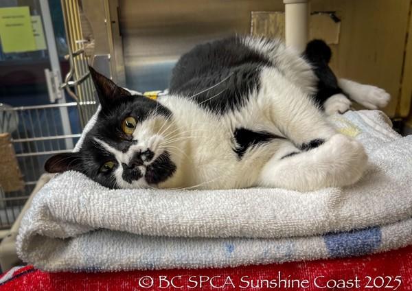 Enlarge Glacier, a Adoptable mixed breed in Sechelt, BC image 2/3