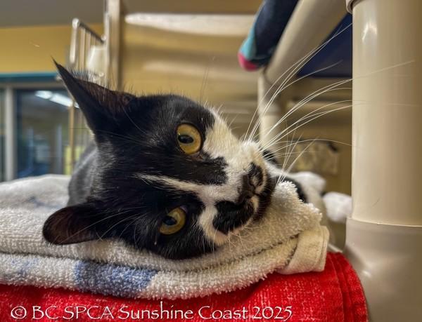 Enlarge Glacier, a Adoptable mixed breed in Sechelt, BC image 3/3