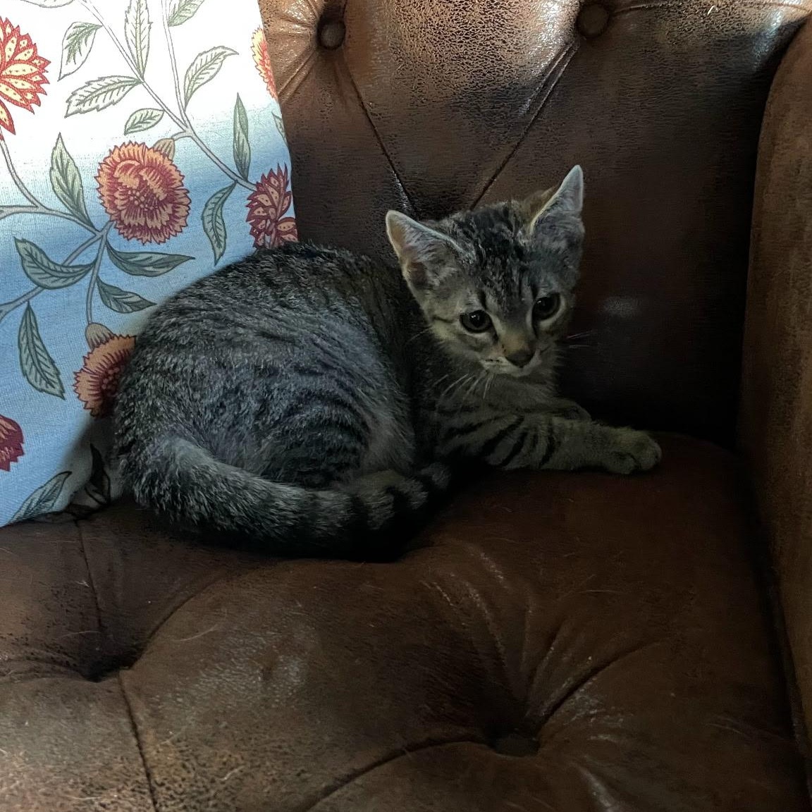 Enlarge Cookie, an adopted Domestic Short Hair in Washington, MI image 1/2