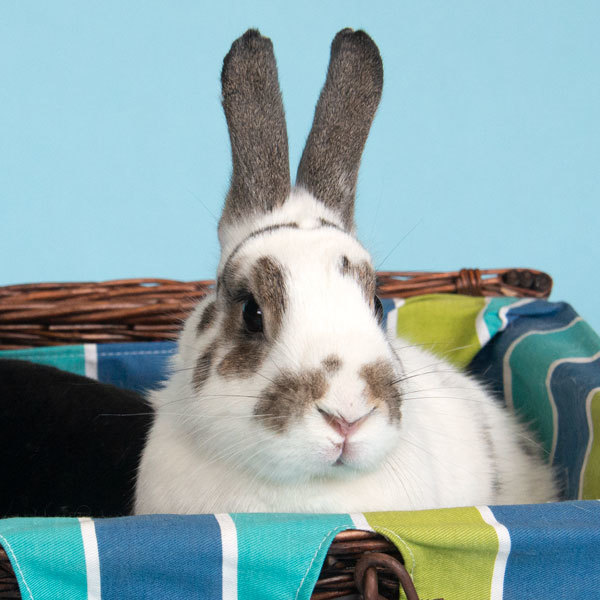 Precious & Bailey, Adult Female unknown