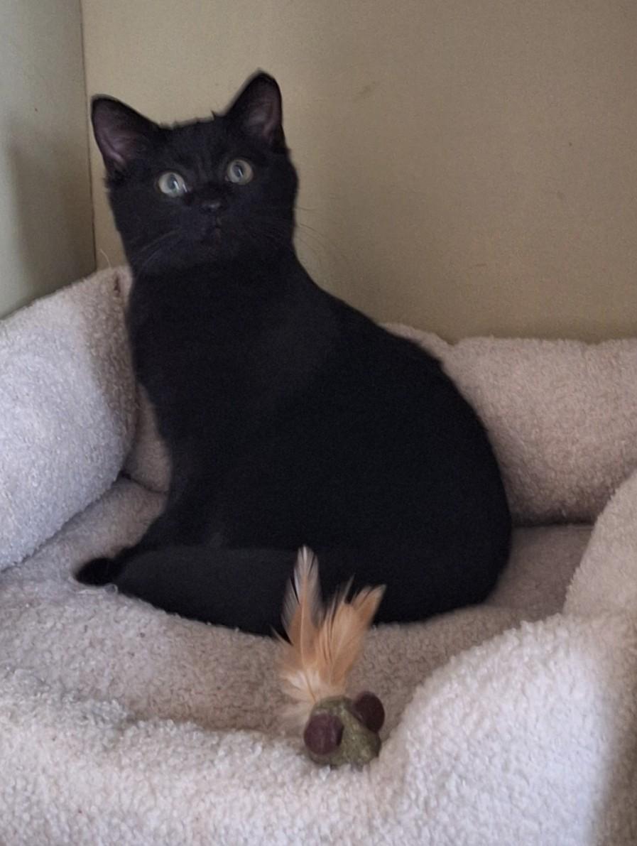Enlarge Raven, an adoptable Domestic Short Hair in Charlotte, NC image 3/3
