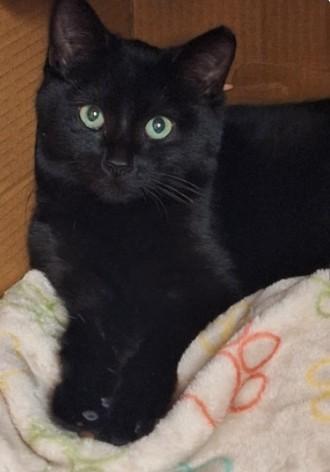Enlarge Raven, an adoptable Domestic Short Hair in Charlotte, NC image 2/3