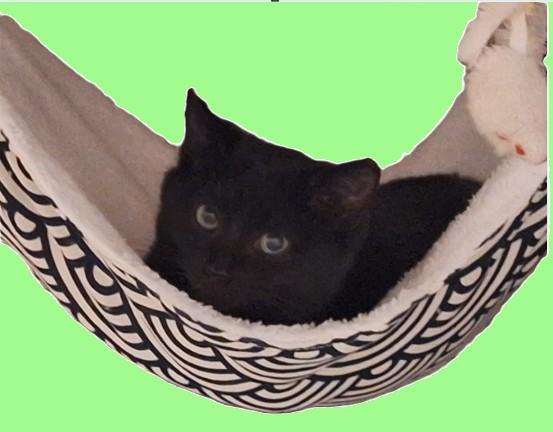 Raven, adoptable, Kitten Male Domestic Short Hair.