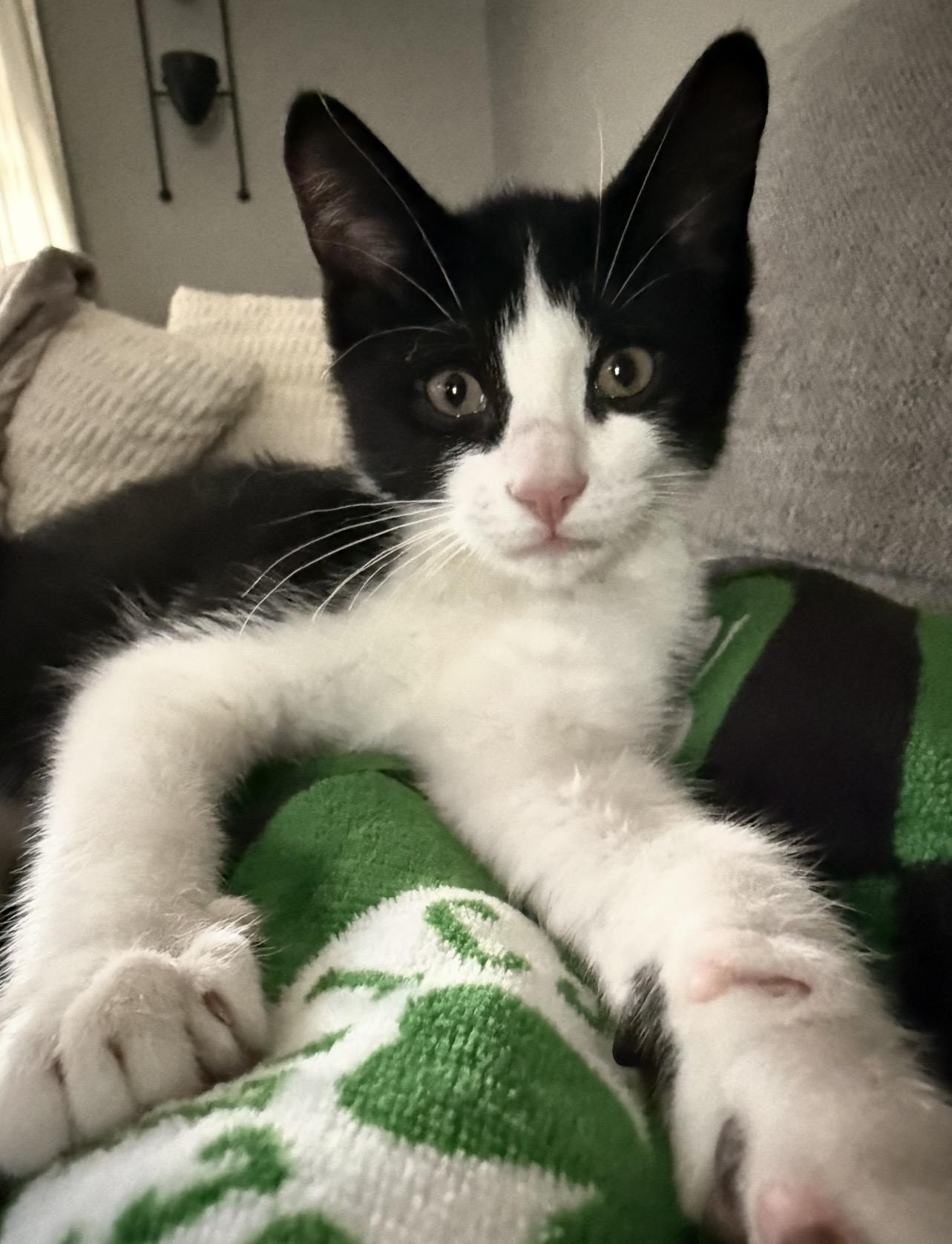 Enlarge Panda, a ADOPTABLE Domestic Short Hair in Manchester, NH image 1/4