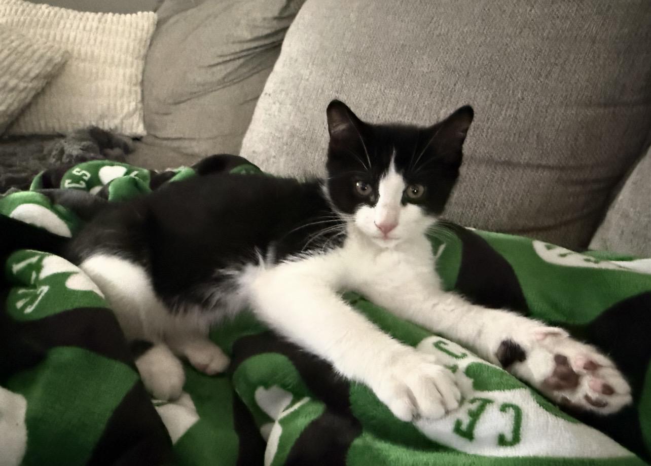 Enlarge Panda, a ADOPTABLE Domestic Short Hair in Manchester, NH image 3/4