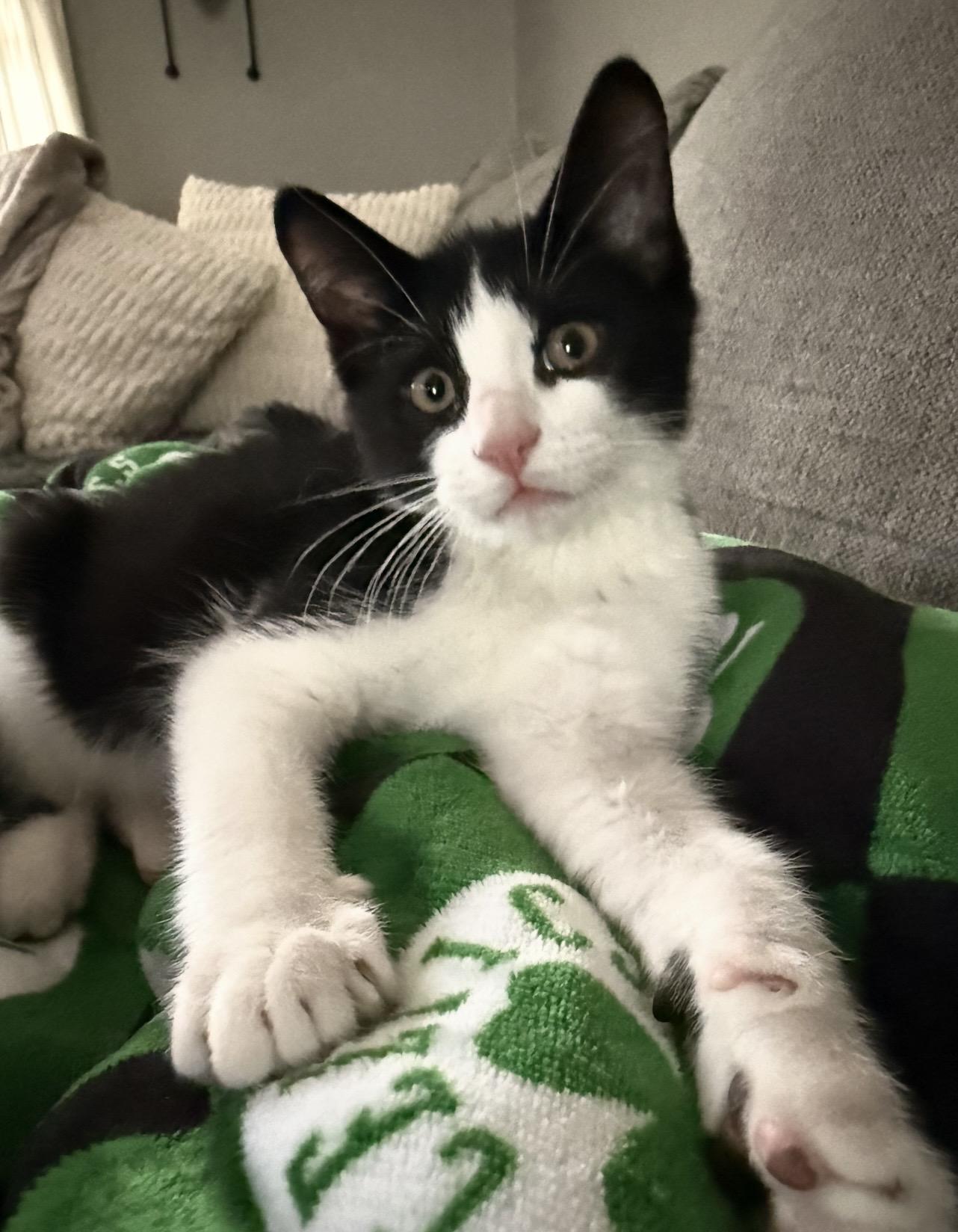 Enlarge Panda, a ADOPTABLE Domestic Short Hair in Manchester, NH image 2/4
