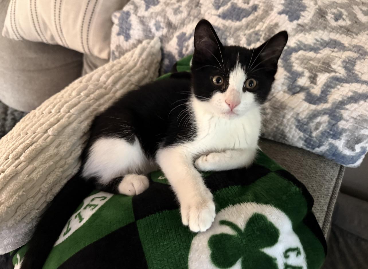 Enlarge Panda, a ADOPTABLE Domestic Short Hair in Manchester, NH image 4/4