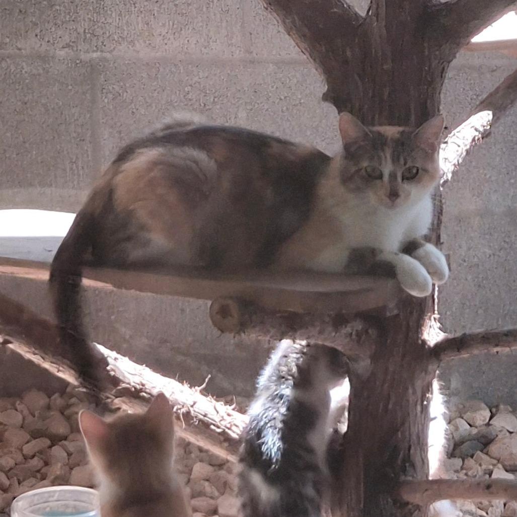 Enlarge Chansey, a Adoptable Domestic Short Hair in Eureka Springs, AR image 1/3