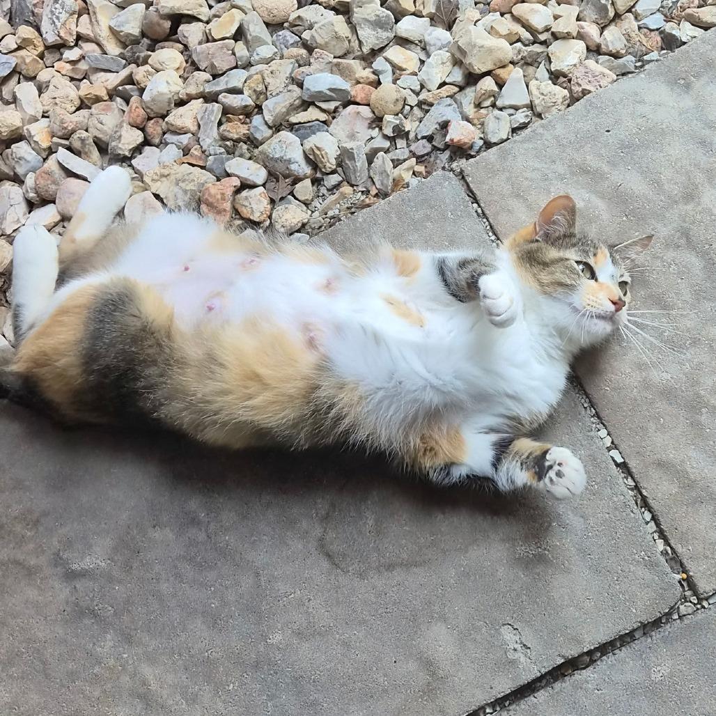 Enlarge Chansey, a Adoptable Domestic Short Hair in Eureka Springs, AR image 3/3