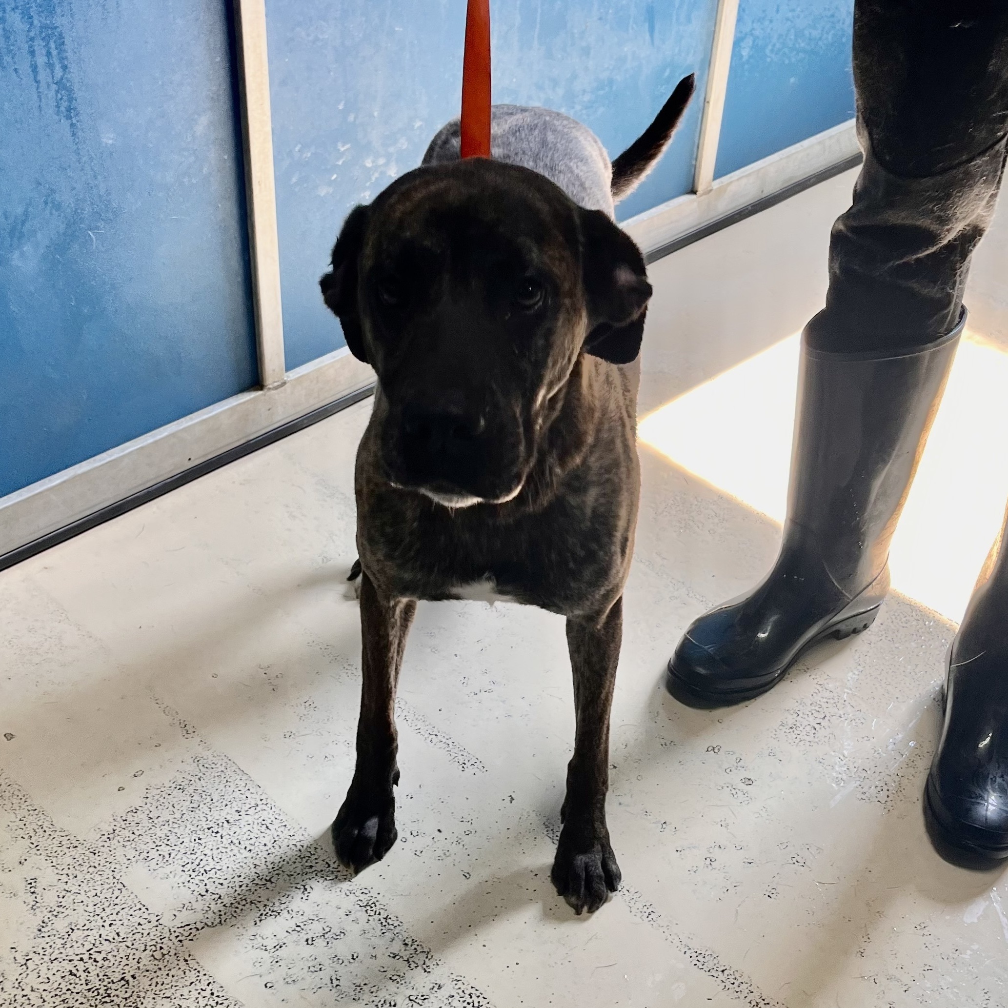 Enlarge Grace, a Adoptable mixed breed in Portland, OR image 1/6