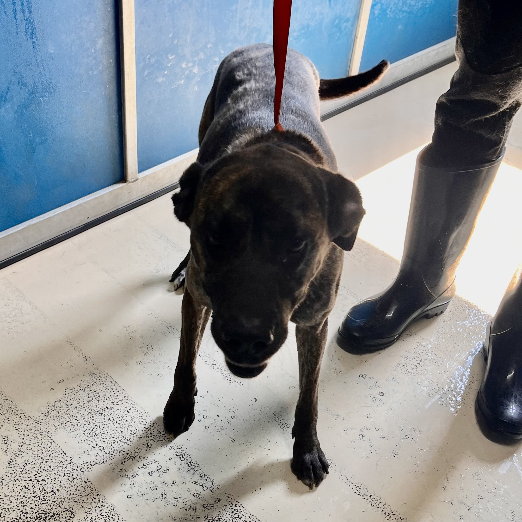 Enlarge Grace, a Adoptable mixed breed in Portland, OR image 2/6