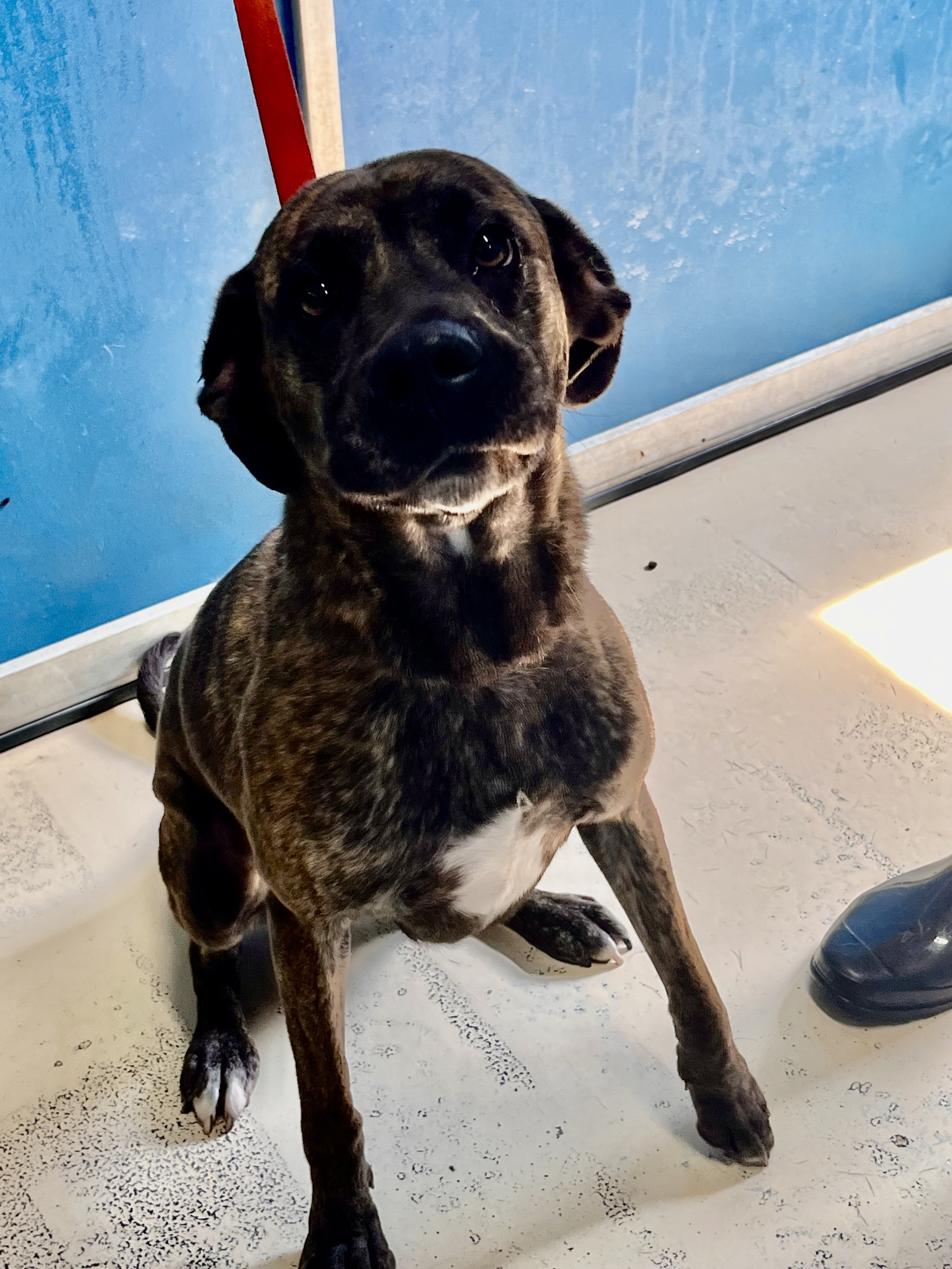 Enlarge Grace, a Adoptable mixed breed in Portland, OR image 3/6