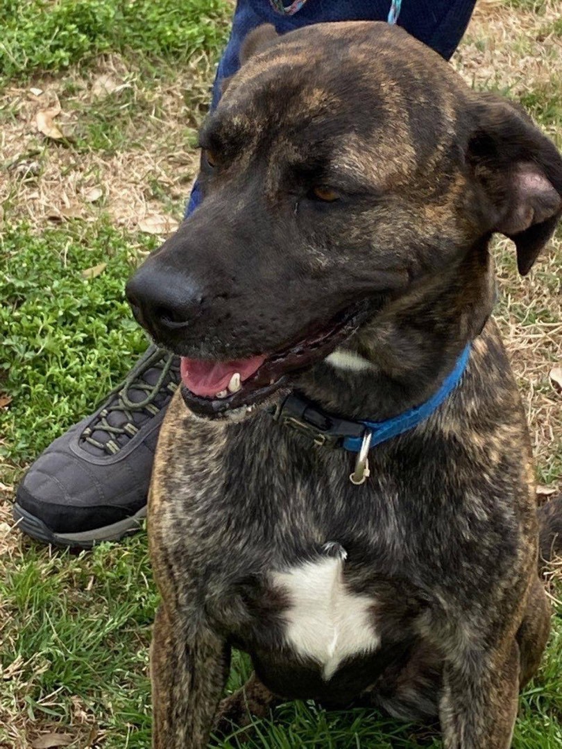 Enlarge Grace, a Adoptable mixed breed in Portland, OR image 4/6