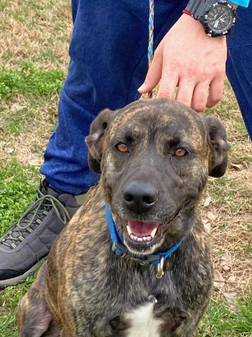 Enlarge Grace, a Adoptable mixed breed in Portland, OR image 5/6