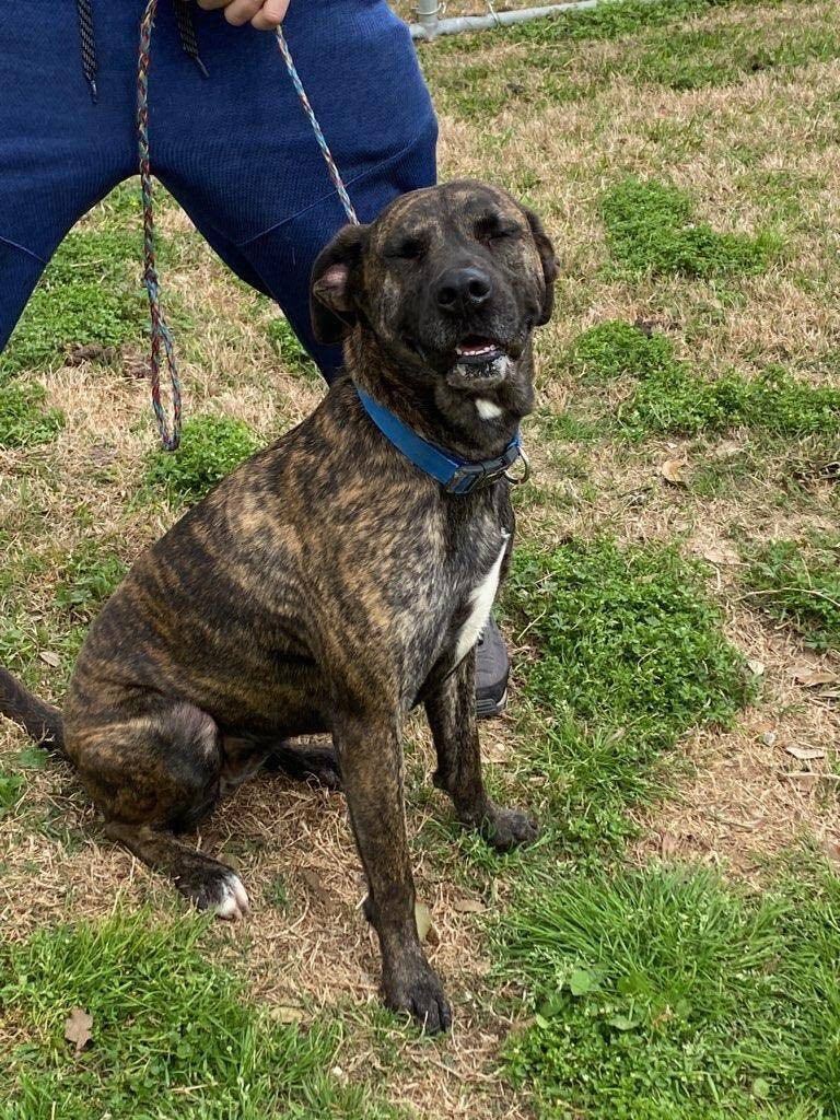 Enlarge Grace, a Adoptable mixed breed in Portland, OR image 6/6