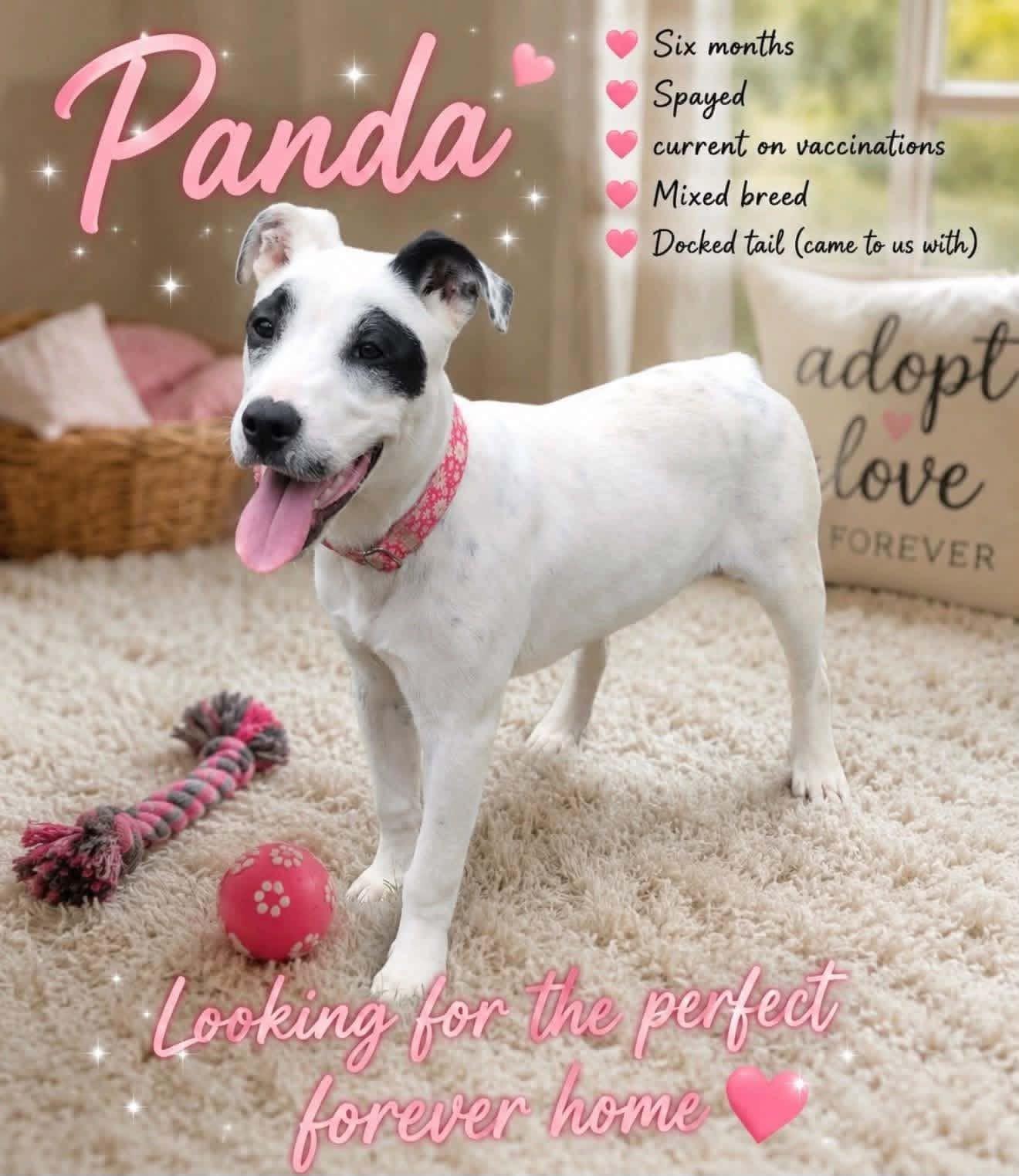 Panda, an adopted mixed breed in Walker, LA image 3/3