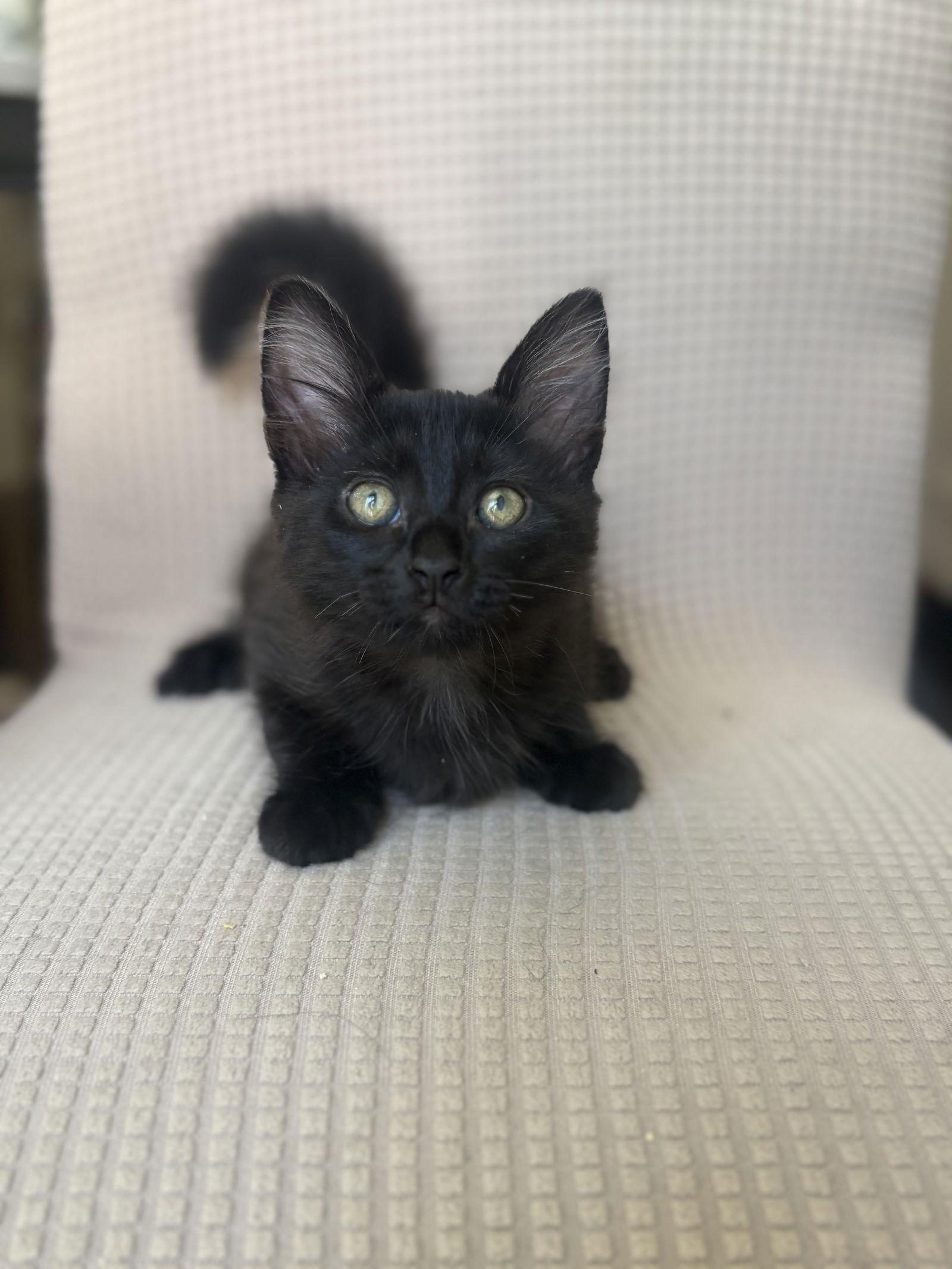 Salim, Adopted, Young Male Maine Coon & Bombay.