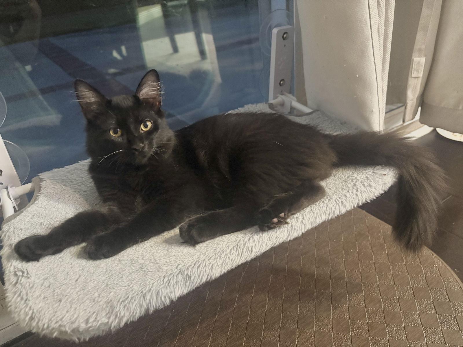 Salim, a Adopted mixed breed in Laguna Niguel, CA image 3/3