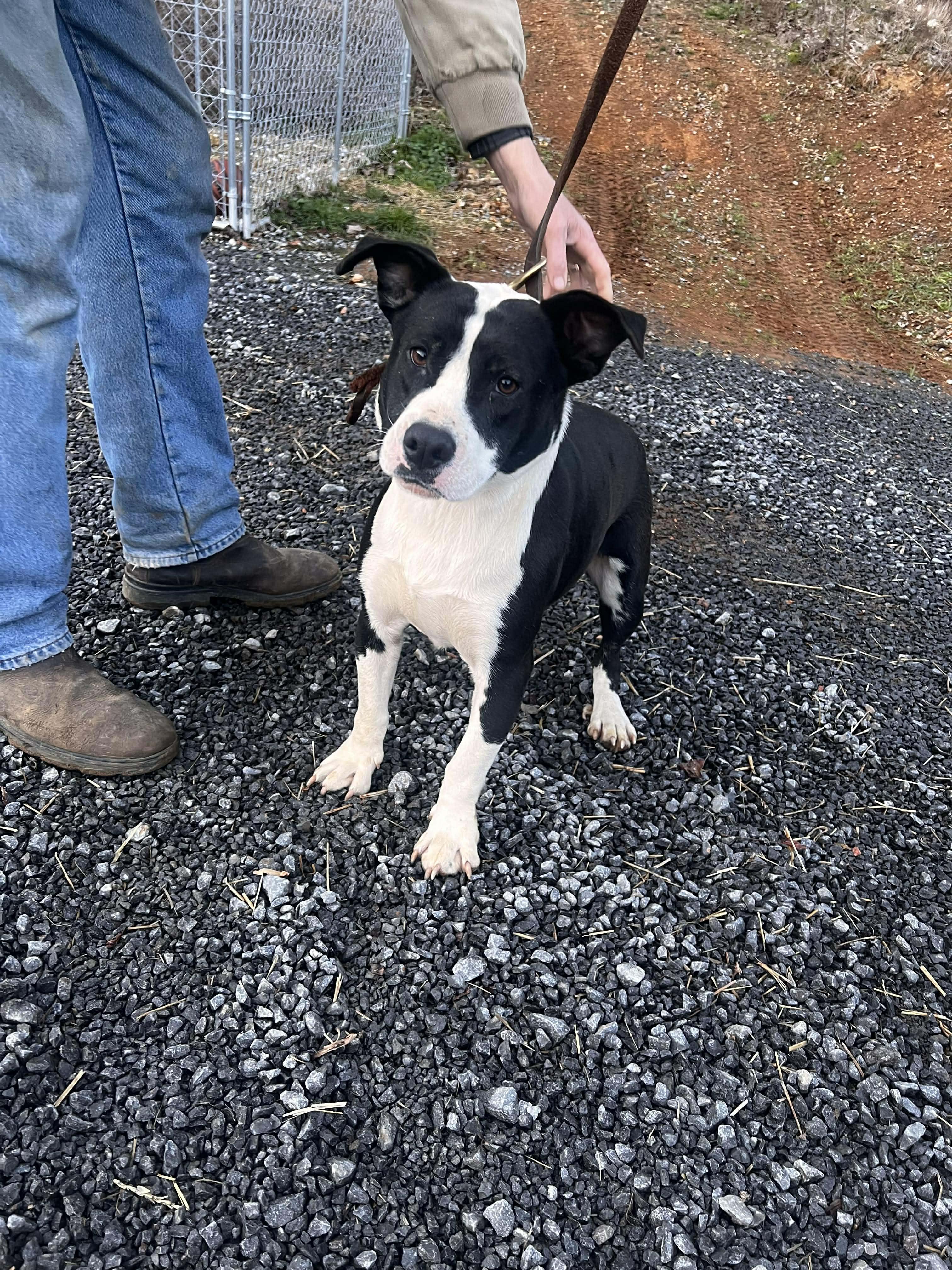 Spanky, Adoptable, Young Male Border Collie & Basset Hound.
