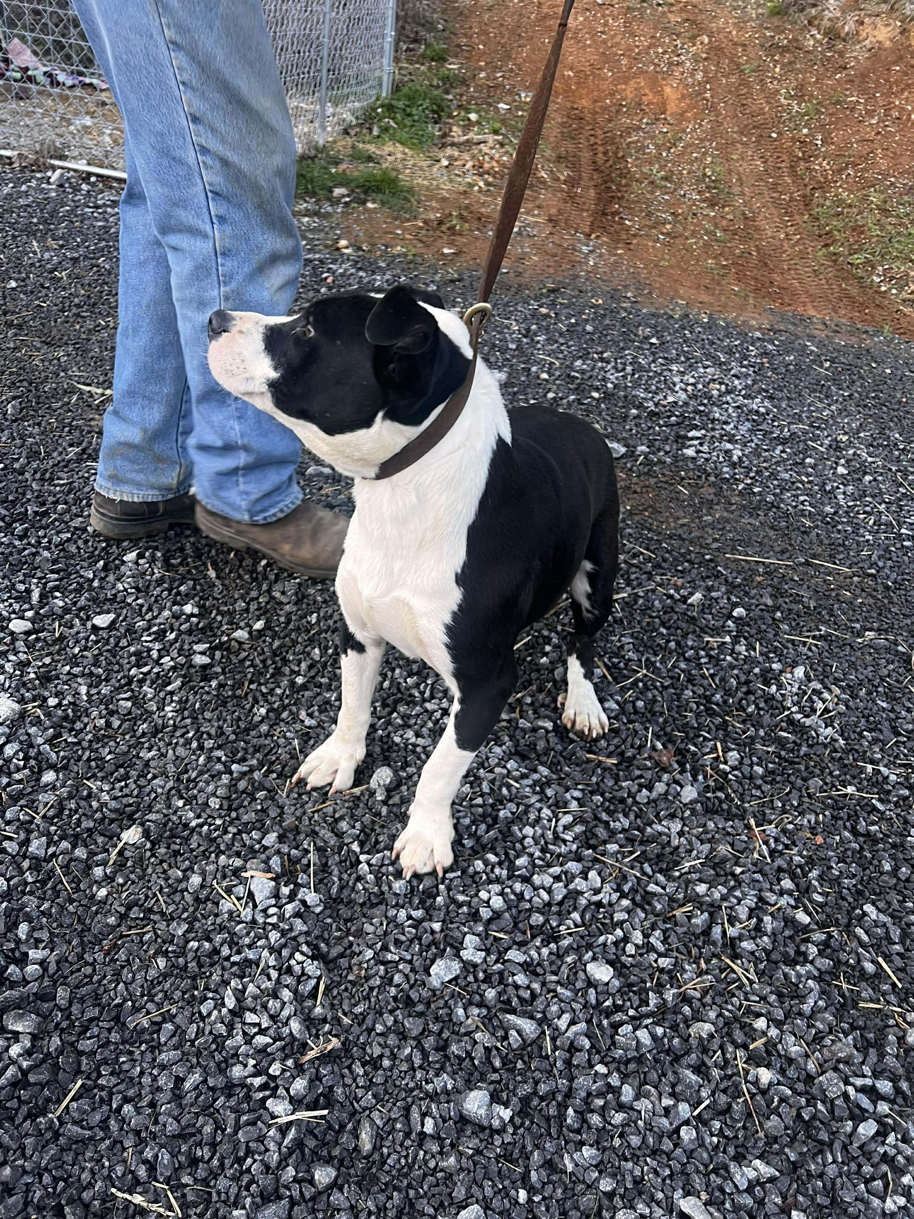 Enlarge Spanky, a Adoptable mixed breed in Gainesboro, TN image 2/4