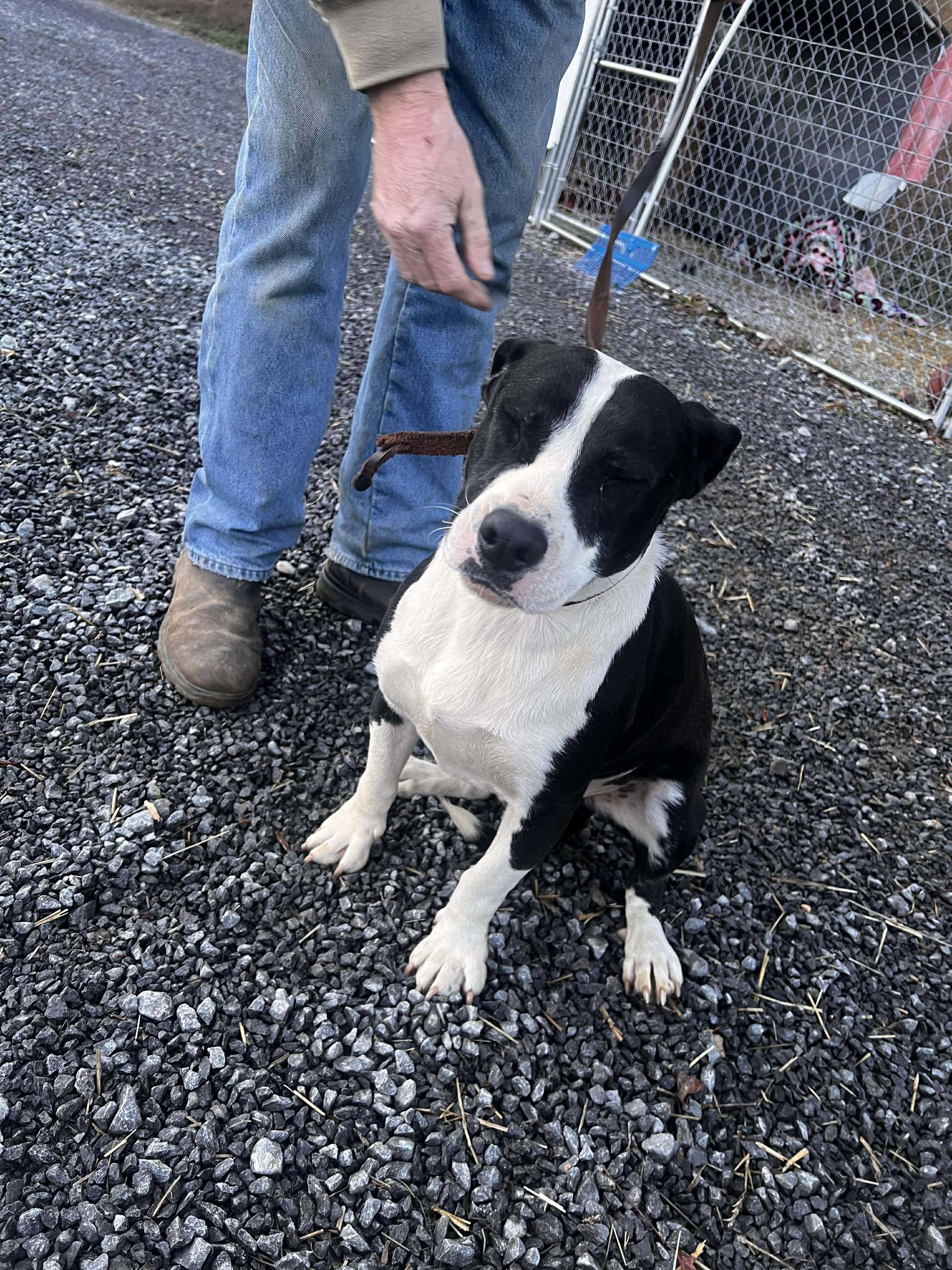 Enlarge Spanky, a Adoptable mixed breed in Gainesboro, TN image 3/4